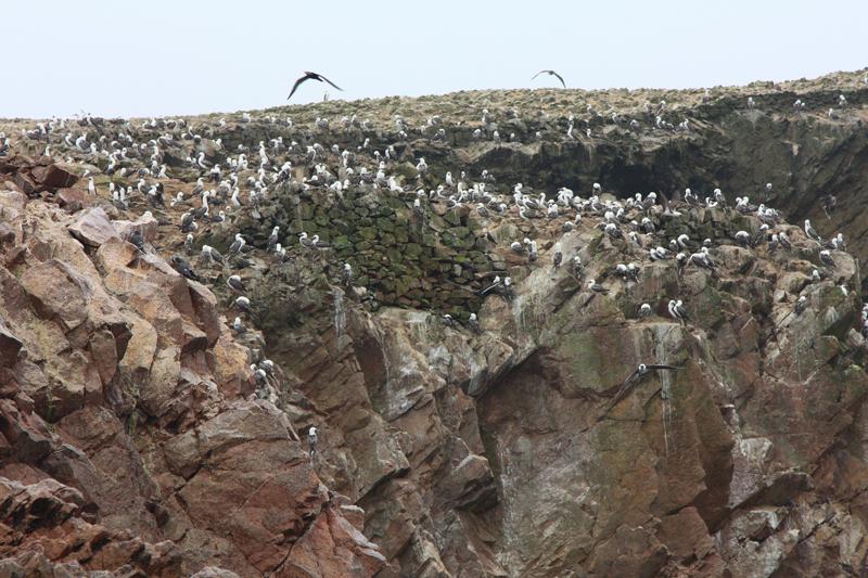 1140-Isole Ballestas,19 luglio 2013.JPG